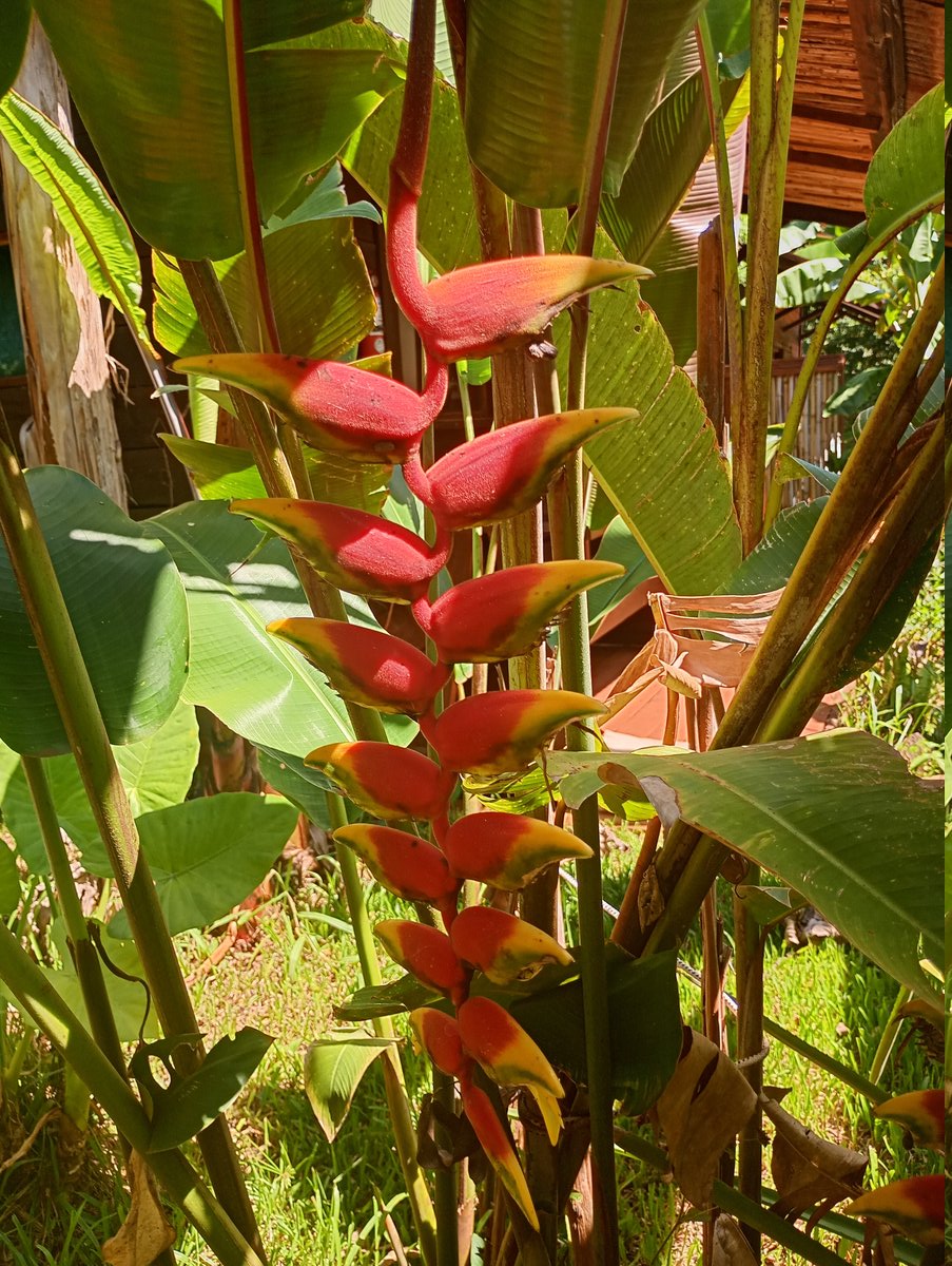 Jardín heliconias